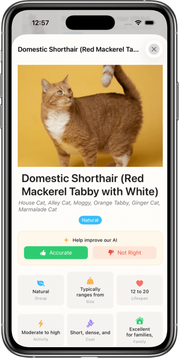 Cat Breed Identifier App Interface
